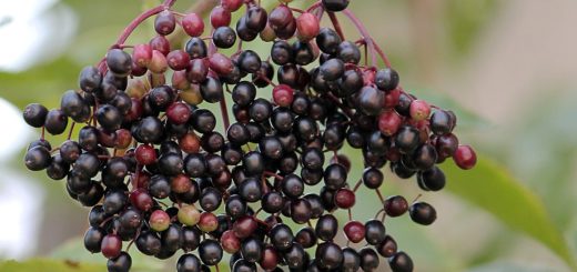 Best Organic Elderberry Syrup