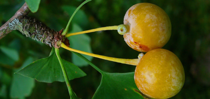 Organic Ginkgo Biloba Fruit