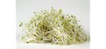 Dirrt Goddess Super Seeds - Alfalfa Organic Sprouts