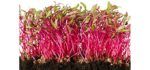 Raw Earth Colors Bulls Blood - Organic Beets Sprouting Seeds
