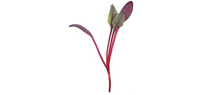 David's Garden Seeds Hand-Packed - Organic Burgundy Beetroot Sprouting Seeds