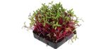 Mountain Valley Seed Company Detroit Dark - Organic Heirloom Beets Sprouting Seeds