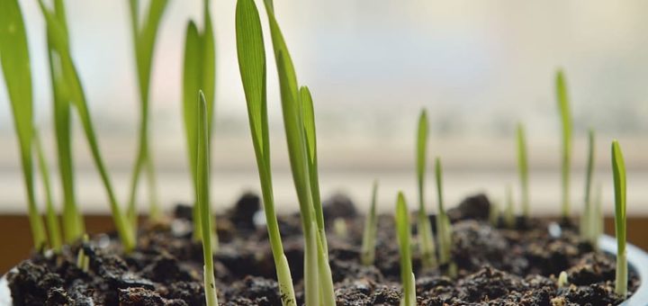 Organic Barley Sprouting Seeds