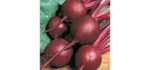 COUNTRY CREEK ACRES Ruby Queen - Heirloom Beet Seeds
