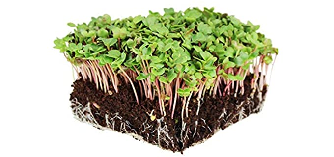 Mountain Valley Seed China Rose - Radish Sprouting Seeds