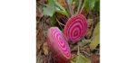 Mountain Valley Seed Chioggia - Beet Seeds
