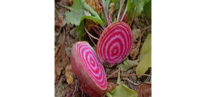 Mountain Valley Seed Chioggia - Beet Seeds