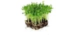 Mountain Valley Seed Sprouting - Dun Pea Seeds