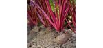 Mountain Valley Seed Early Wonder - Tall Top Beet Seeds