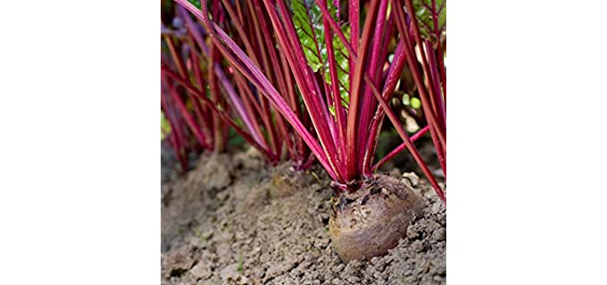 Mountain Valley Seed Early Wonder - Tall Top Beet Seeds