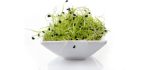 Hometown Seeds 1-Ounce - Organic Garlic Chives Sprouting Seeds