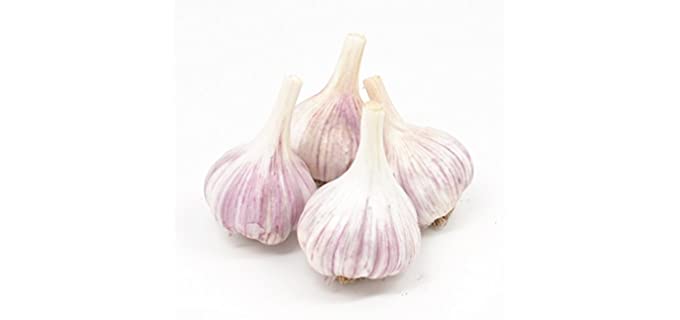 Garlic Gourmet Chesnok - Red Garlic Bulbs