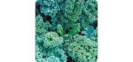 COUNTRY CREEK ACRES Blue Curled -  Scotch Kale Seeds