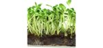 Window Garden Grow Kit - Organic Superfood Sunflower Sprouting Seeds