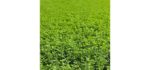 Mountain Valley Seed Conventional - Alfalfa Seeds