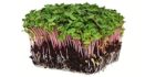 Mountain Valley Seed Company Red Arrow - Organic USDA Radish Sprouting Seeds