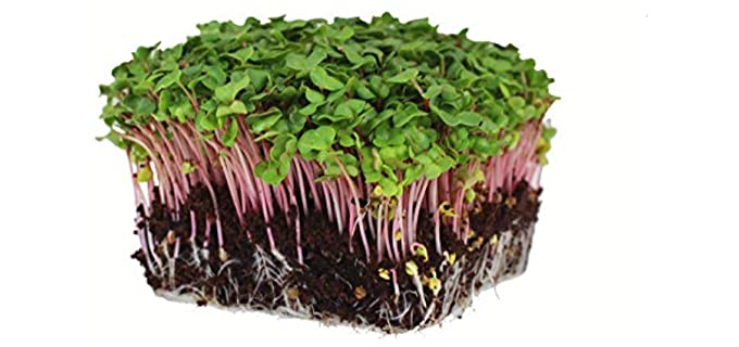 Mountain Valley Seed Company Red Arrow - Organic USDA Radish Sprouting Seeds