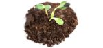 RAW EARTH COLORS GMO Free - Organic Premium Sunflower Sprouting Seeds