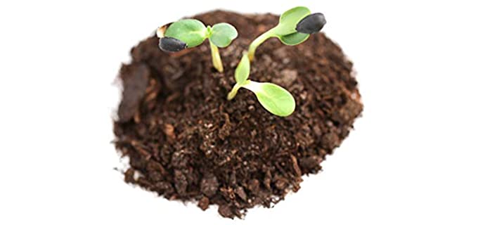RAW EARTH COLORS GMO Free - Organic Premium Sunflower Sprouting Seeds