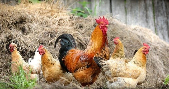 Best Organic Chicken Feed