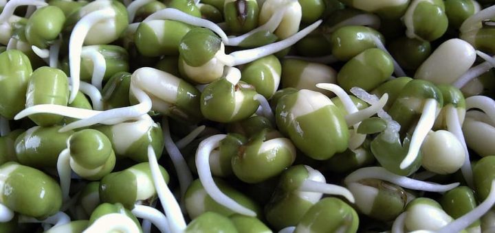 Organic Pea Sprouting Seeds