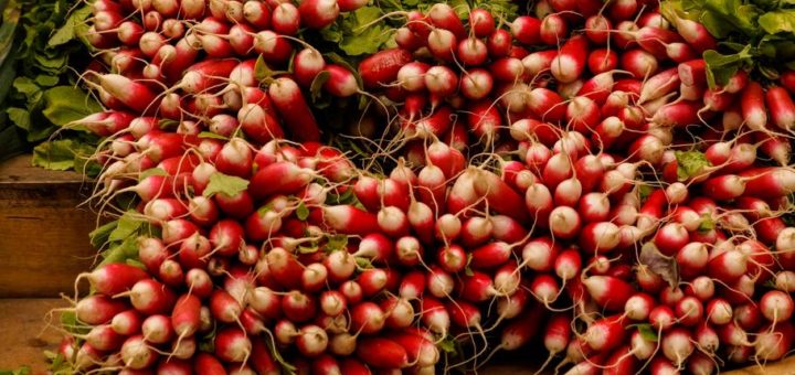 Organic Radish Sprouting Seeds