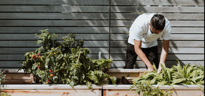 How to Plant Organic Vegetables at Home