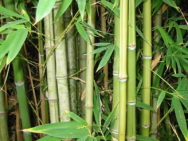 Bamboo Comforters